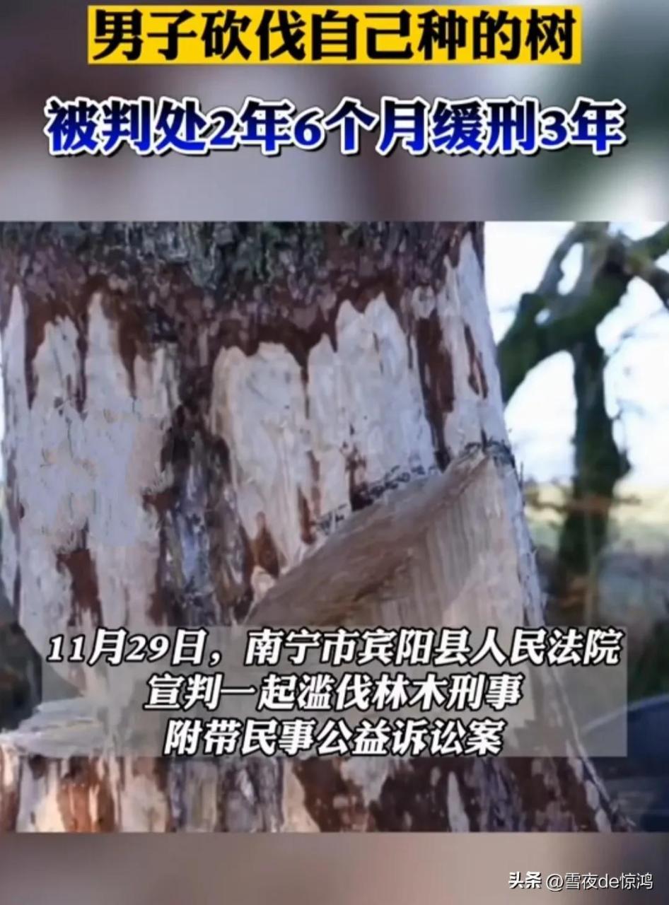 男子砍伐自家种的树被判2年半 砍自己种的树，居然被判刑两年半