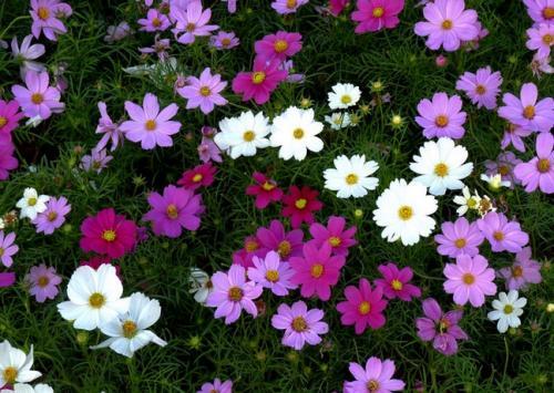 你知道哪些常见花卉的花语吗？