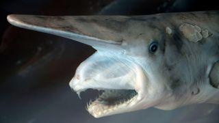 小鲨鱼图片大全，20条最奇怪的鲨鱼，你还见过哪些呢？