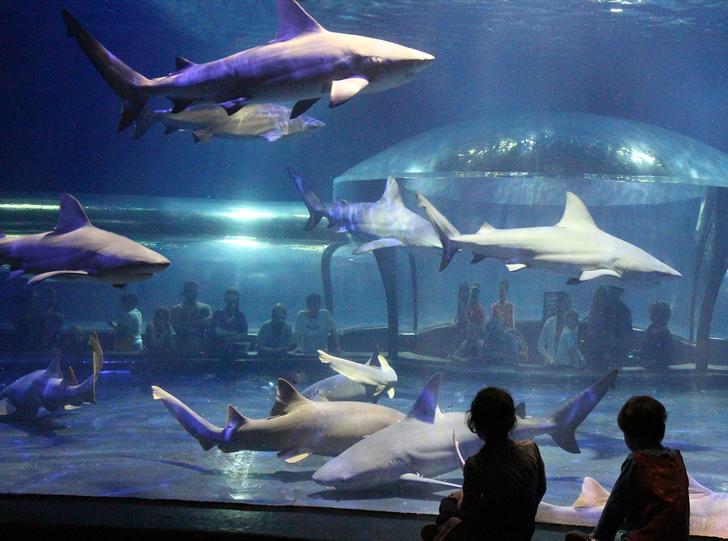海洋馆里都有什么动物，为什么海洋馆里没有大白鲨？